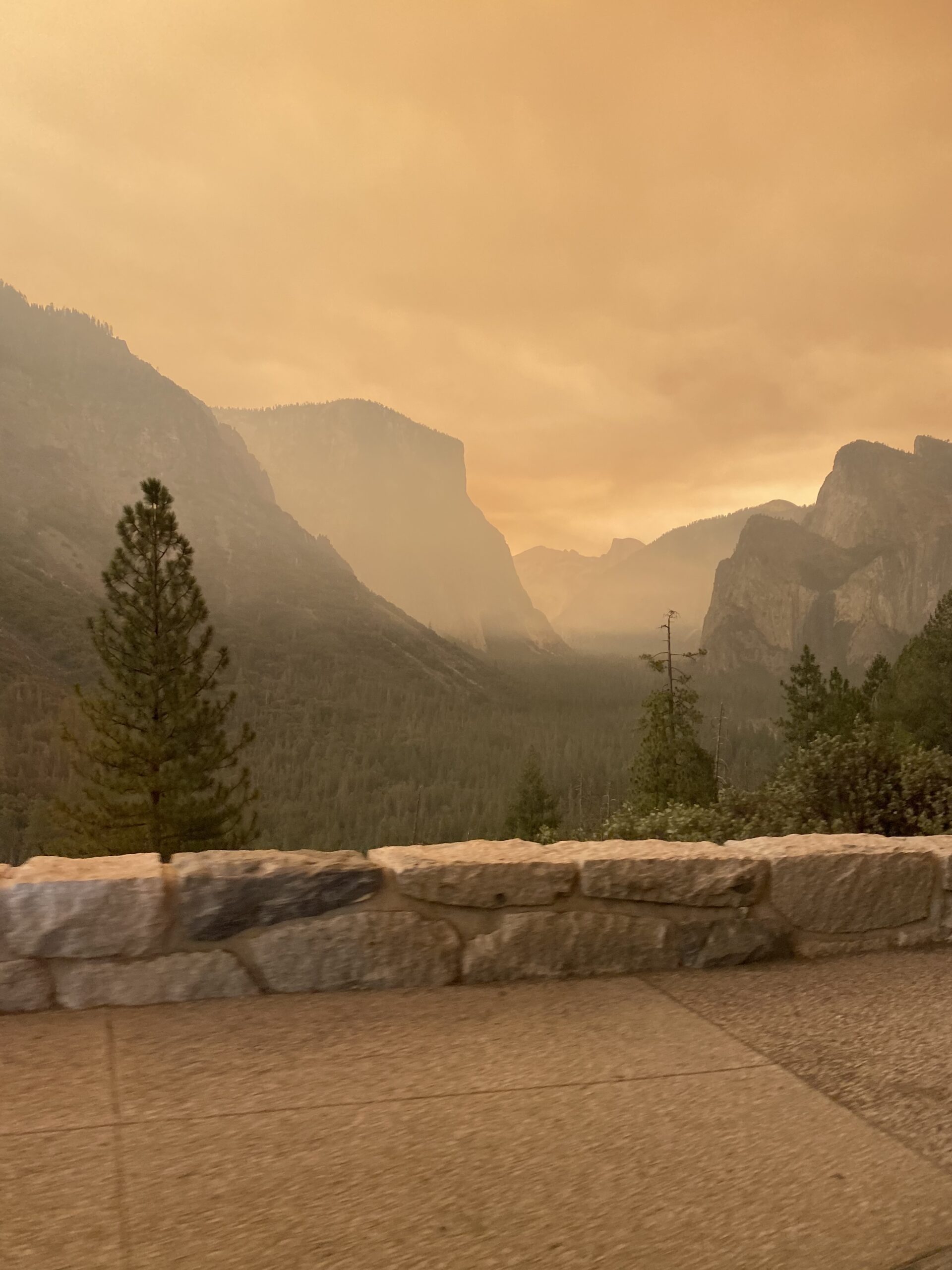 India Saude McDonald