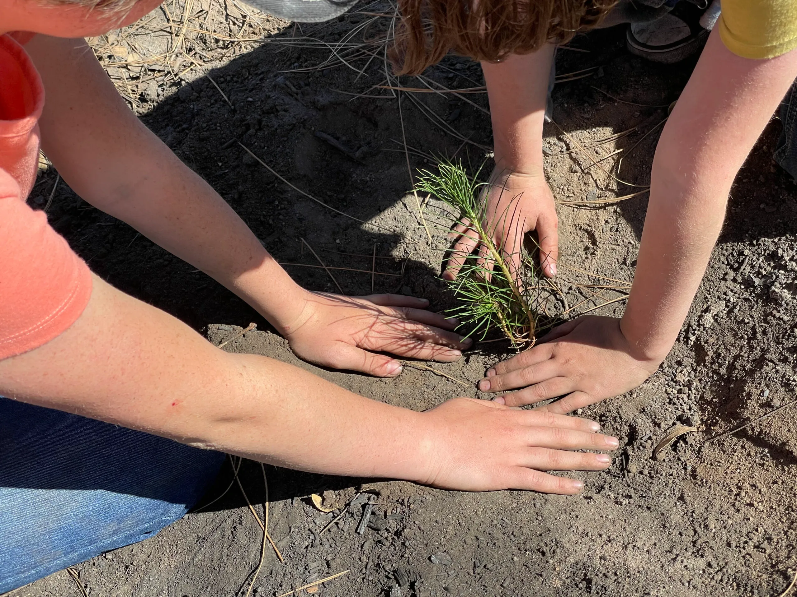 young hands planting a seedling