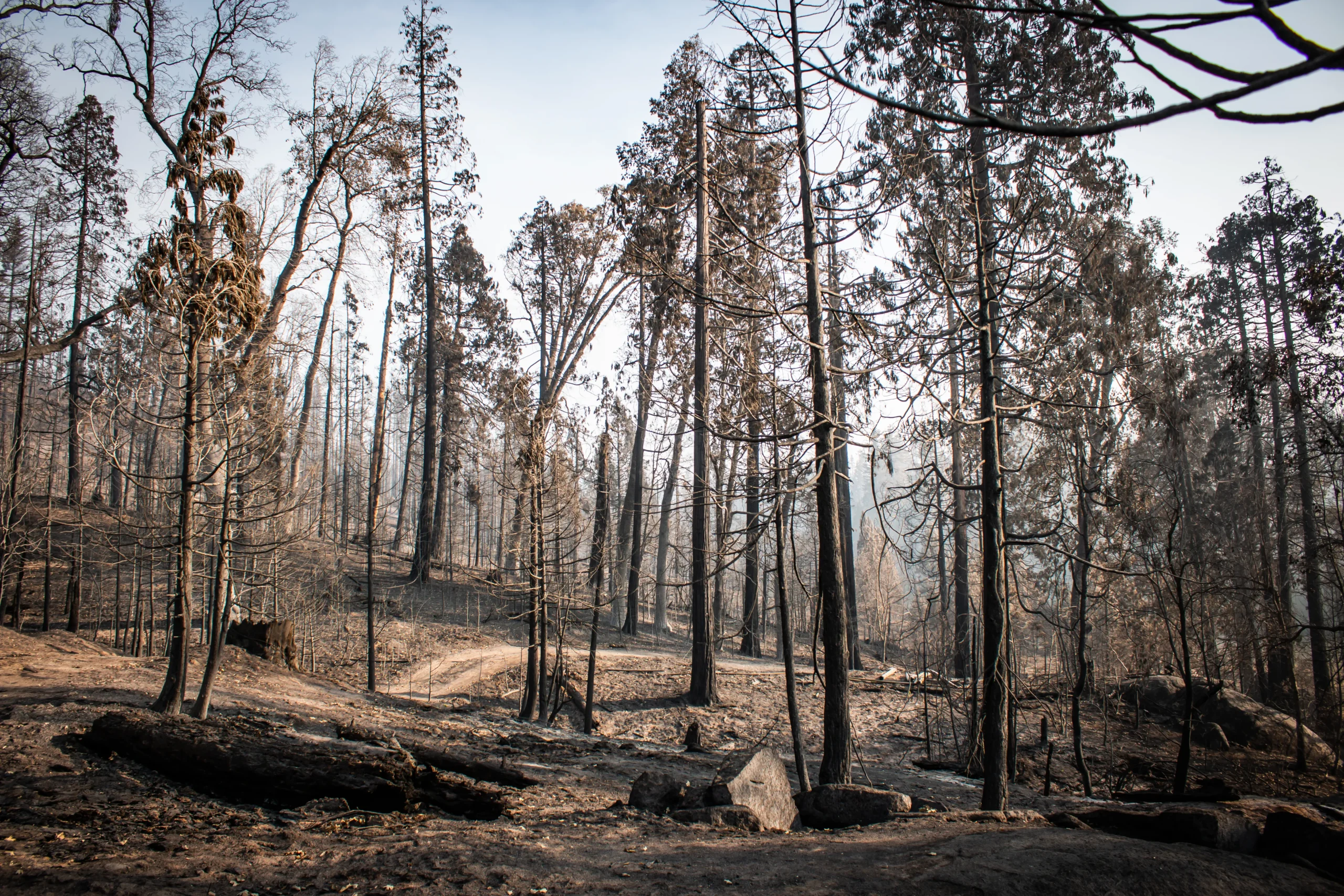 burned trees in the shaver lake region