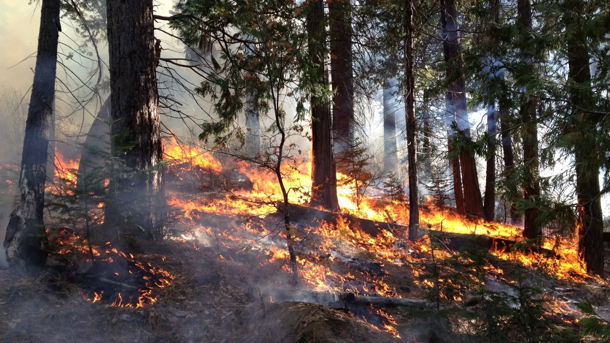fire on the forest floor
