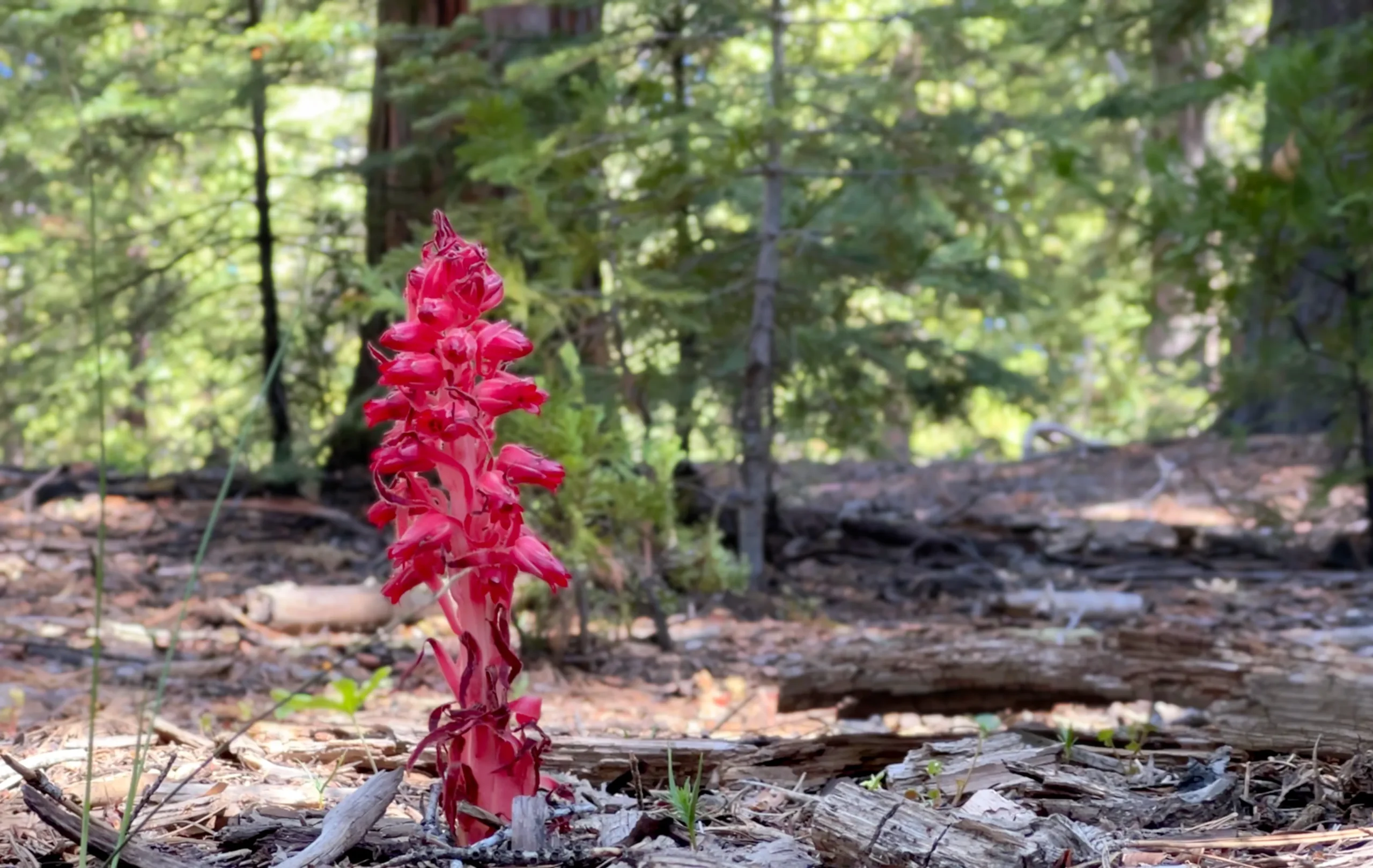 Plants of the Sierra: The Snow Plant
