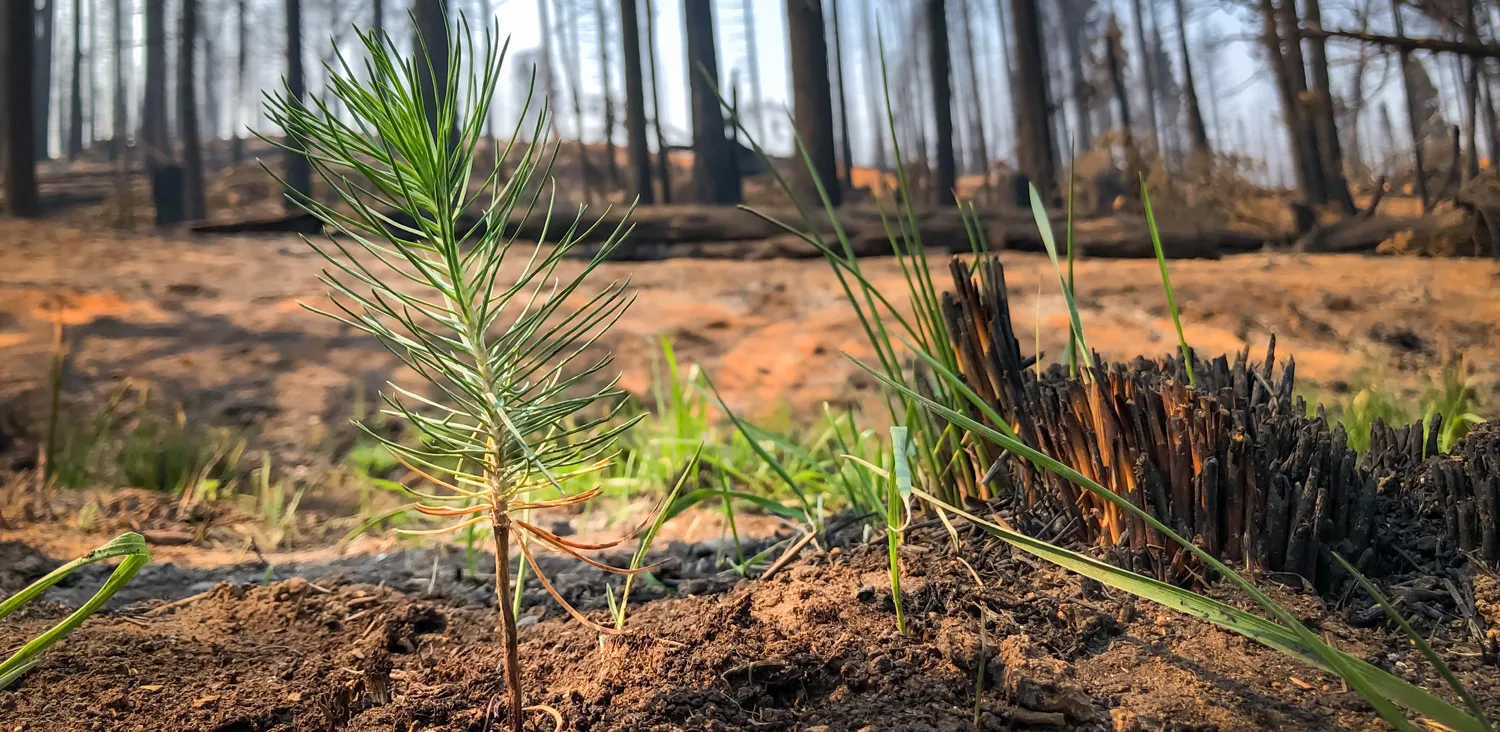 seedling growing in shaver lake